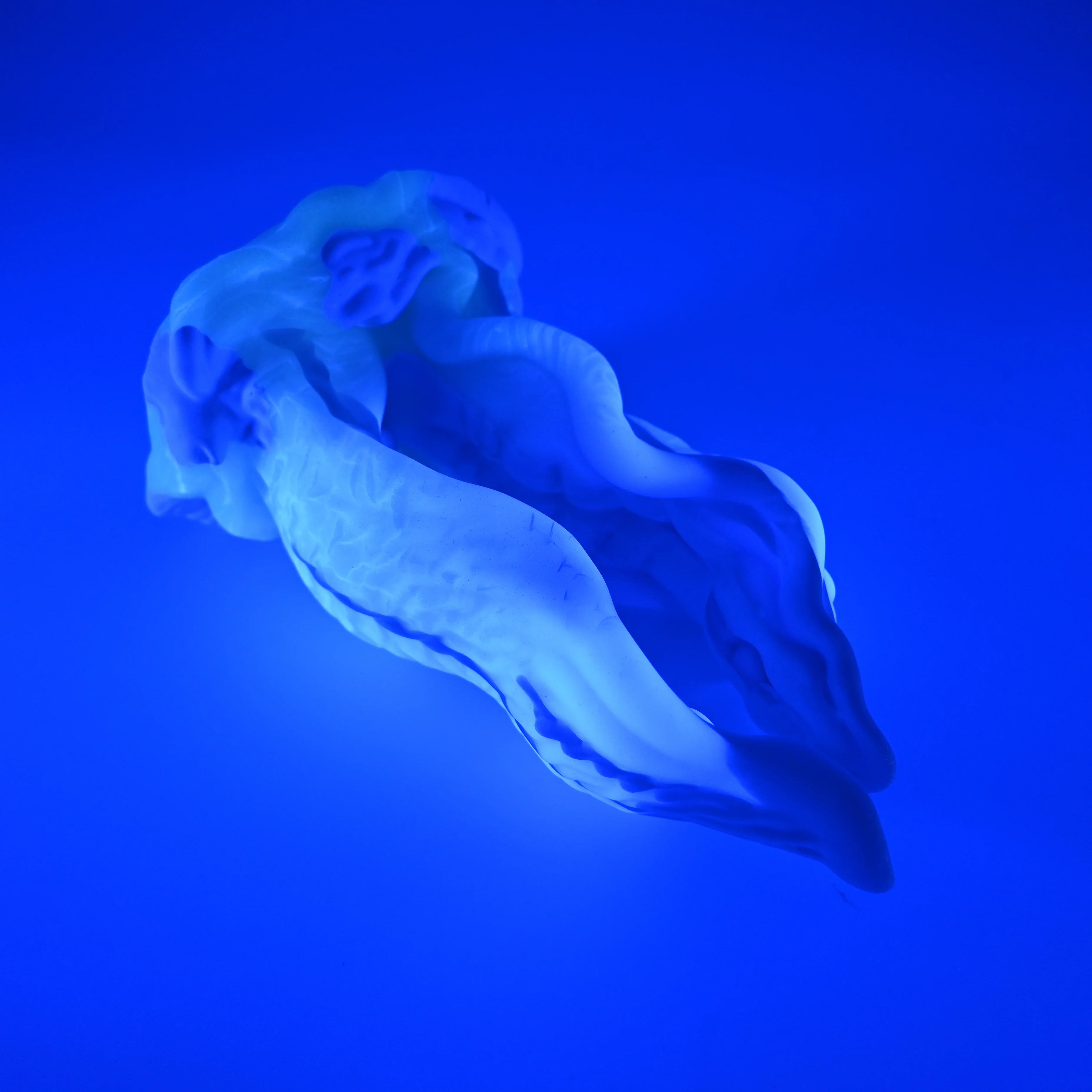 A4SGZ37 Alara Large 0030 UV GITD *FLOP* - Image 3