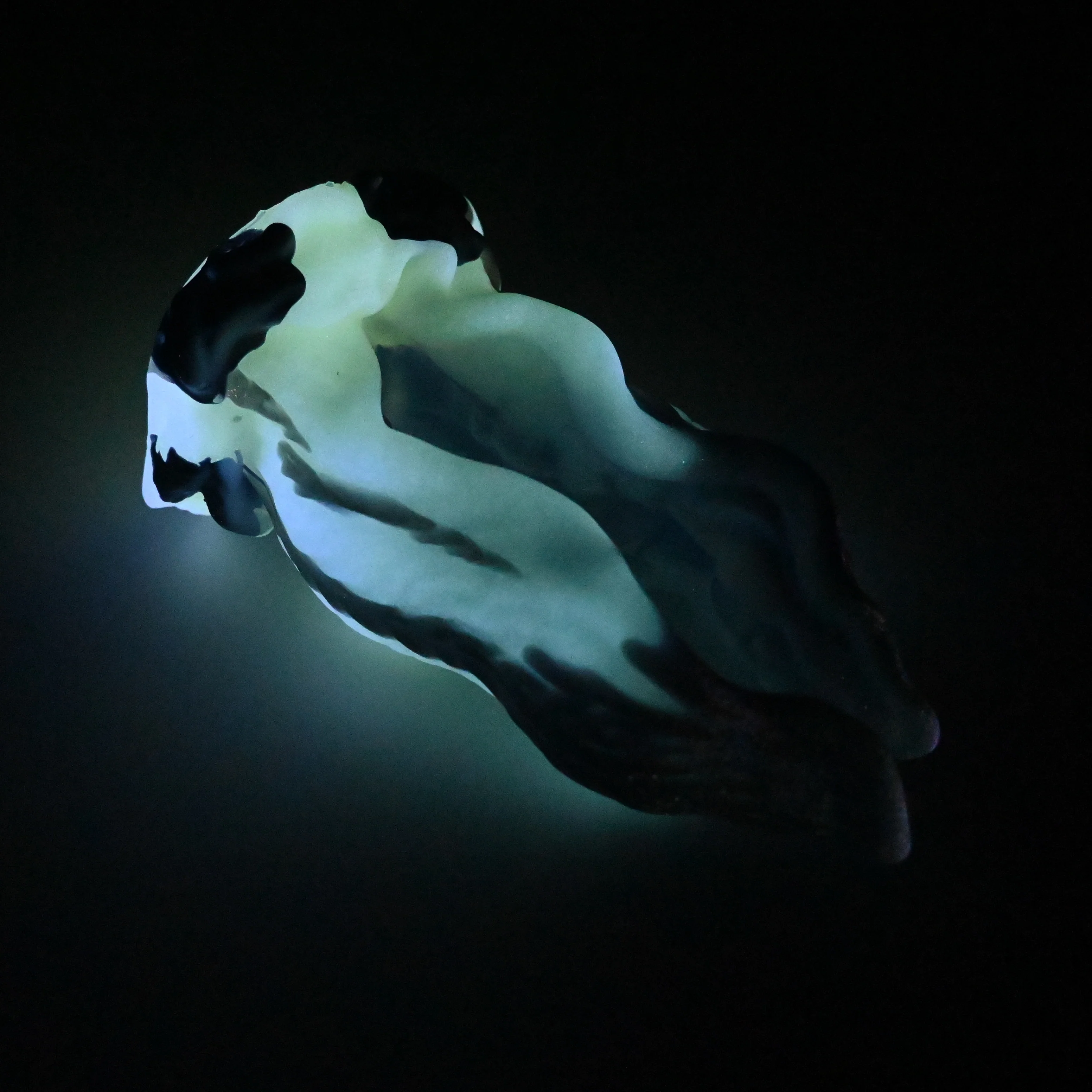 A3SGZ34 Alara Medium 0030 UV GITD *FLOP* - Image 4