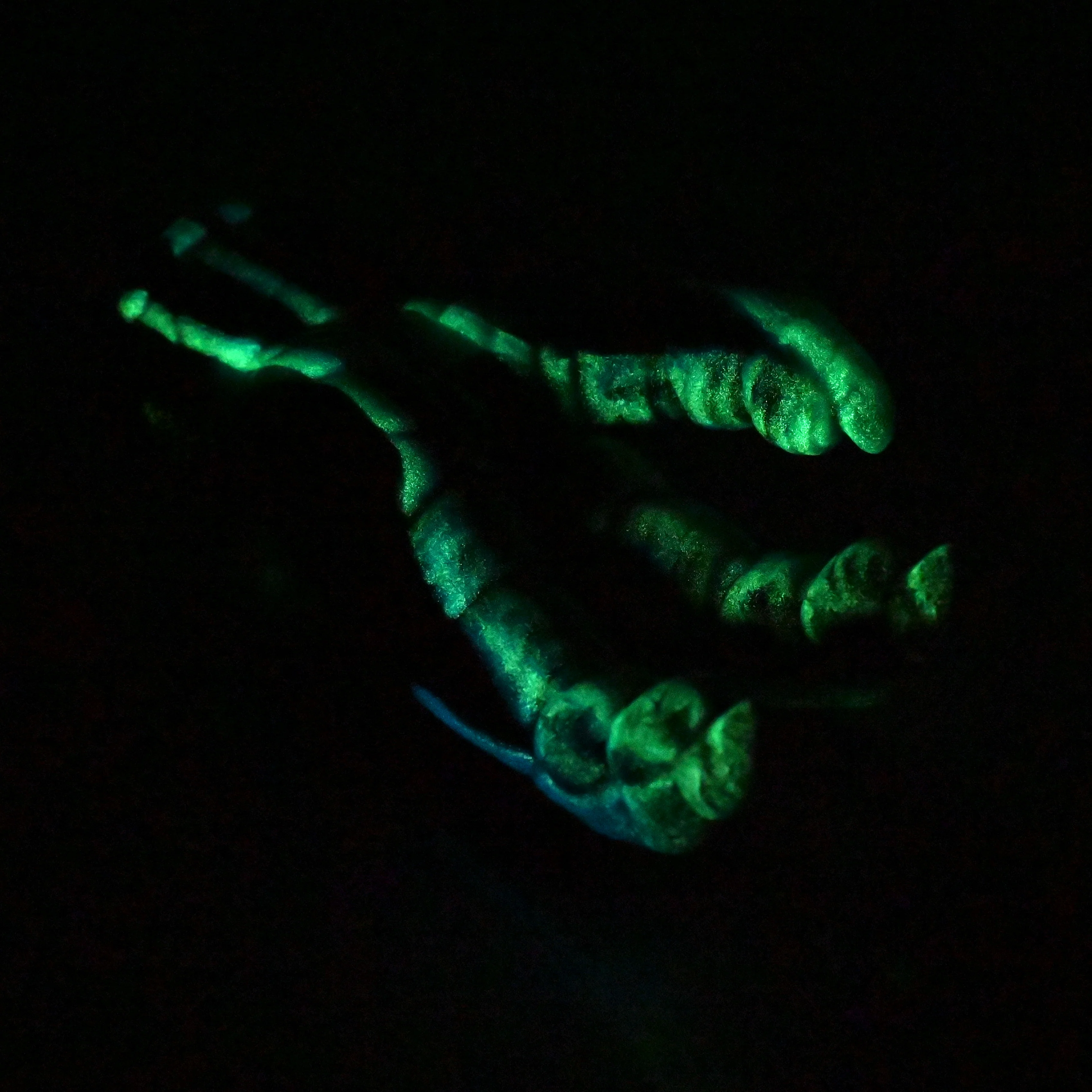 L2SEJ18 Altair Small 0030 UV GITD CS - Image 4