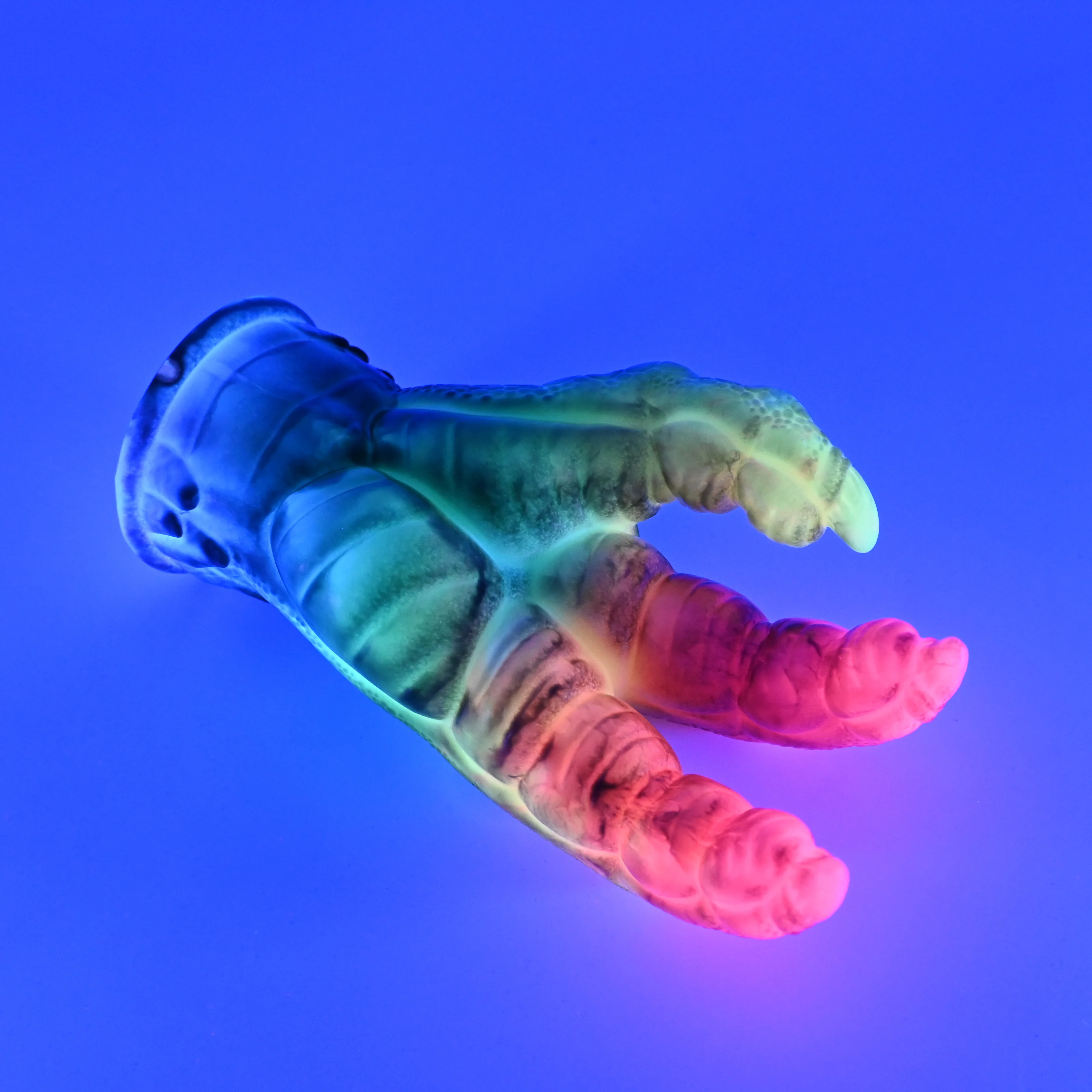 L2SHM53 Altair Small 0030 UV GITD - Image 3