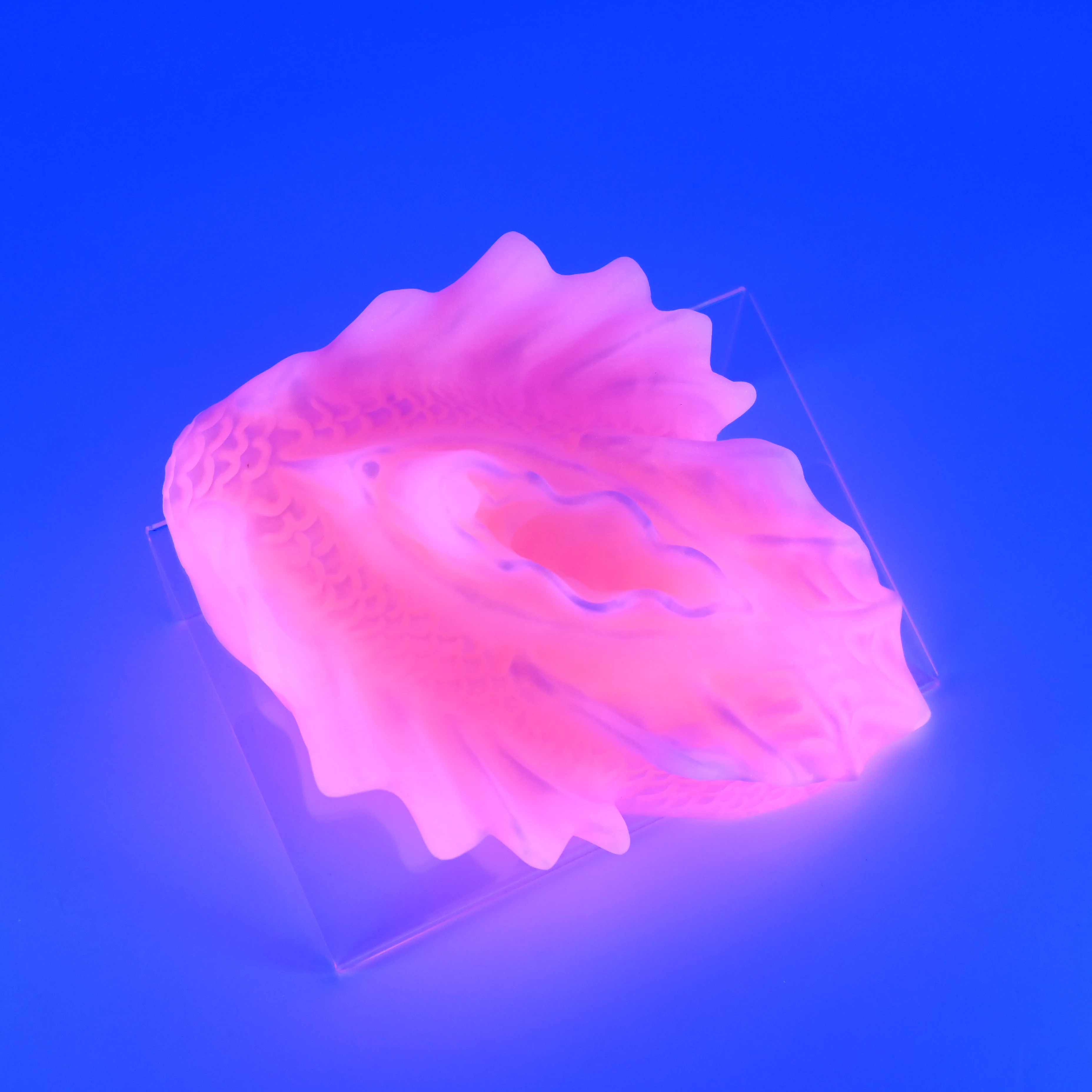 C4XHJ34 Calypso Large 0020 UV GITD - Image 3