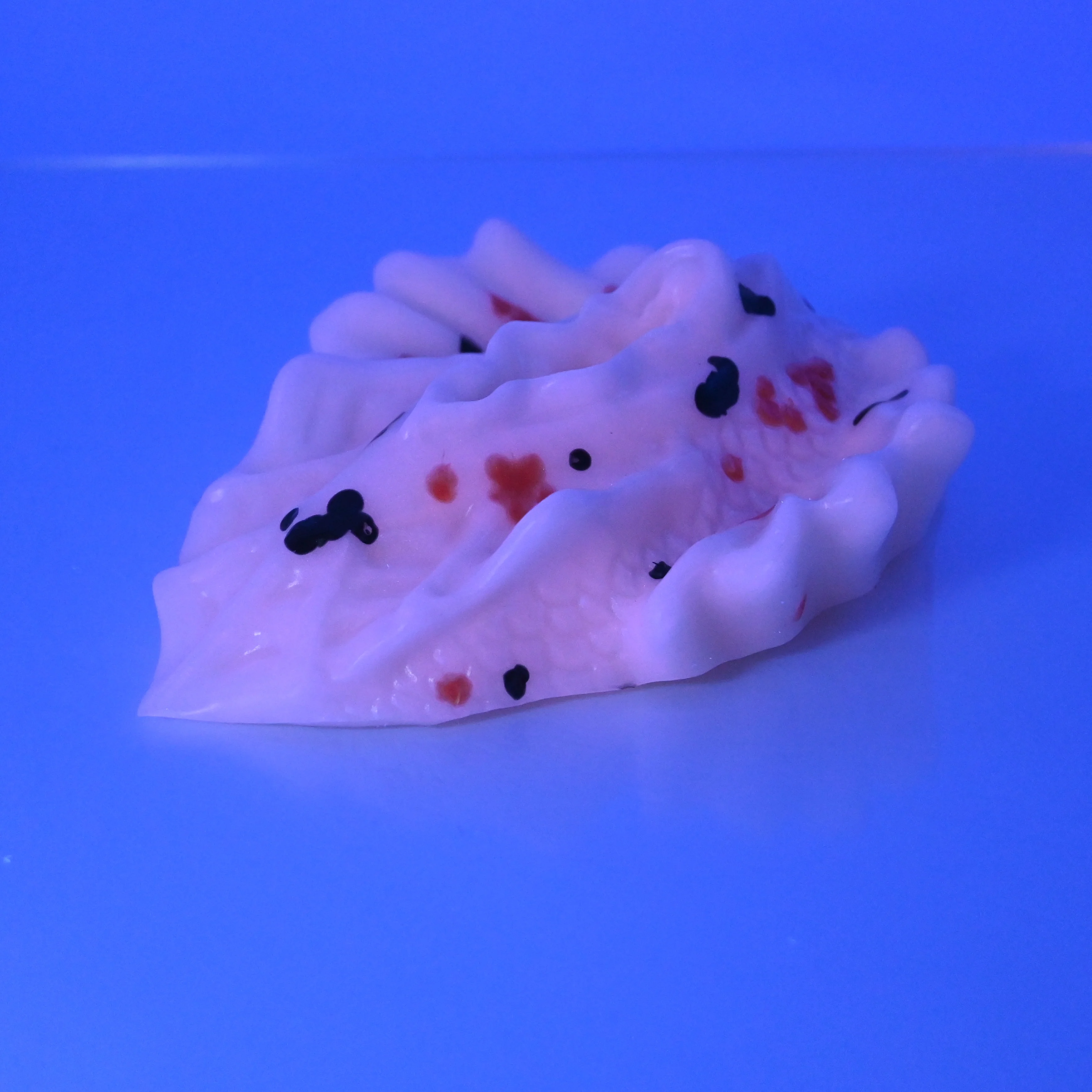 C4MCX30 Calypso Large 0050 UV GITD - Image 3