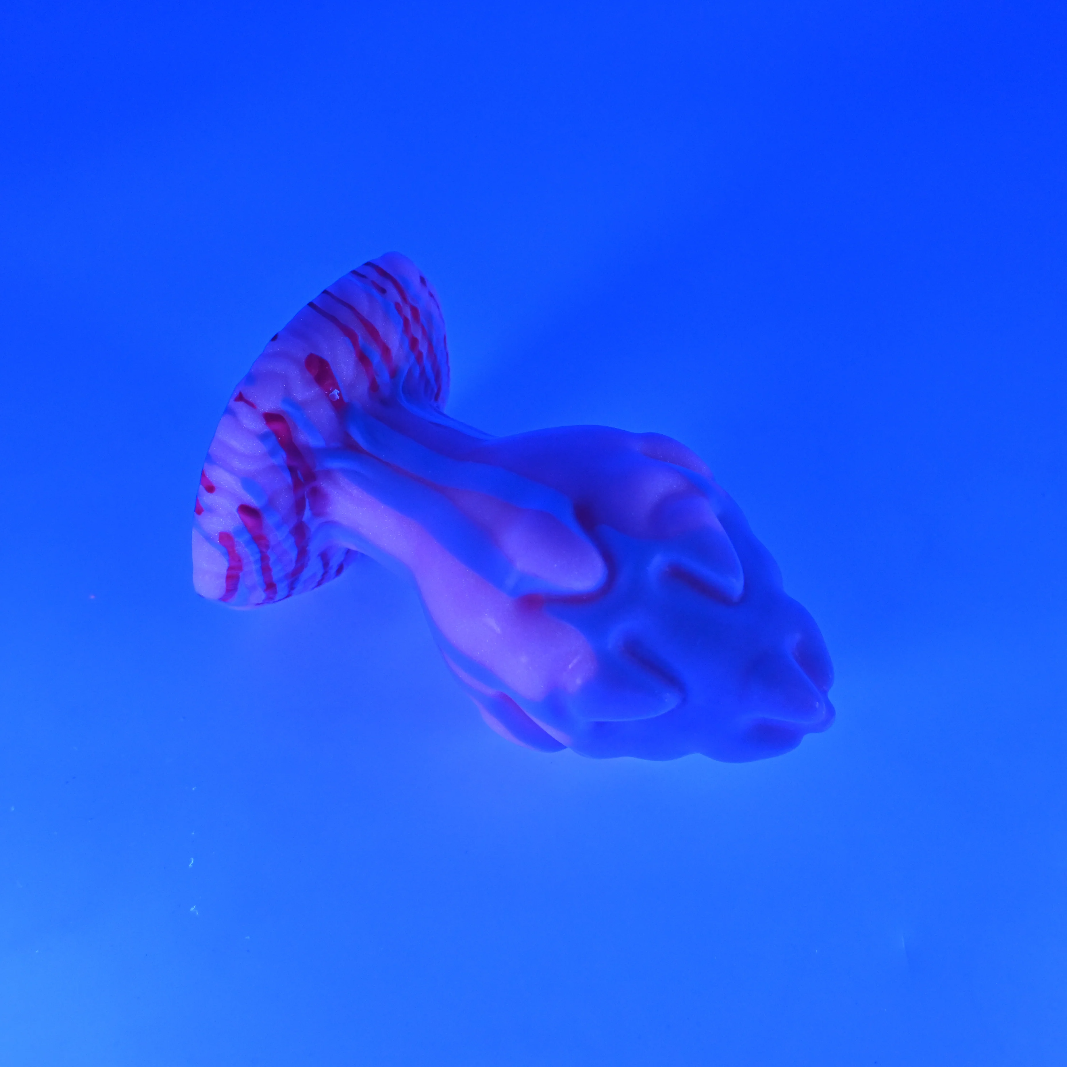 F4MJA52 Dragonfruit Plug Large 0050 UV GITD - Image 3