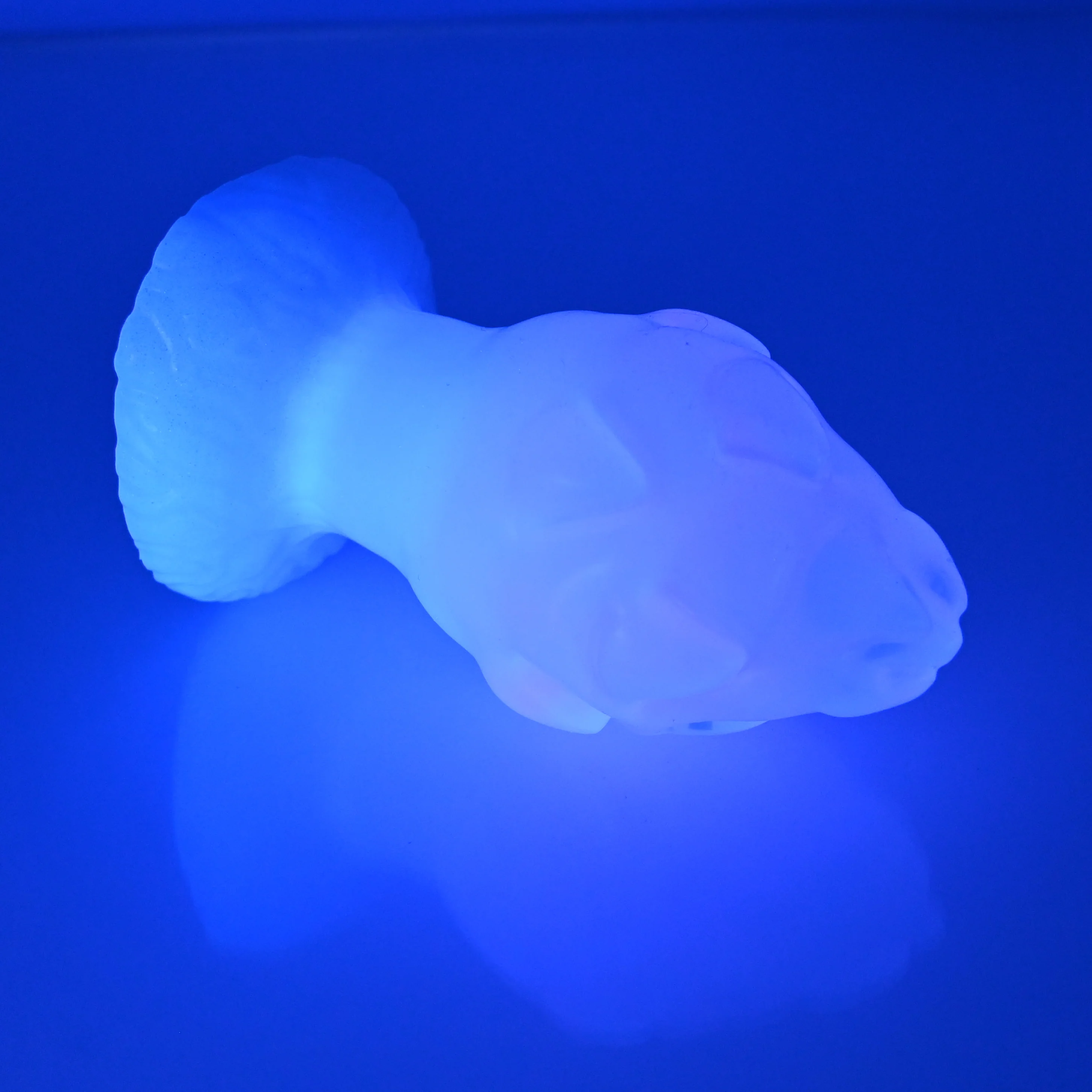 F3TBT08 Dragonfruit Plug Medium NC 0031 UV - Image 3