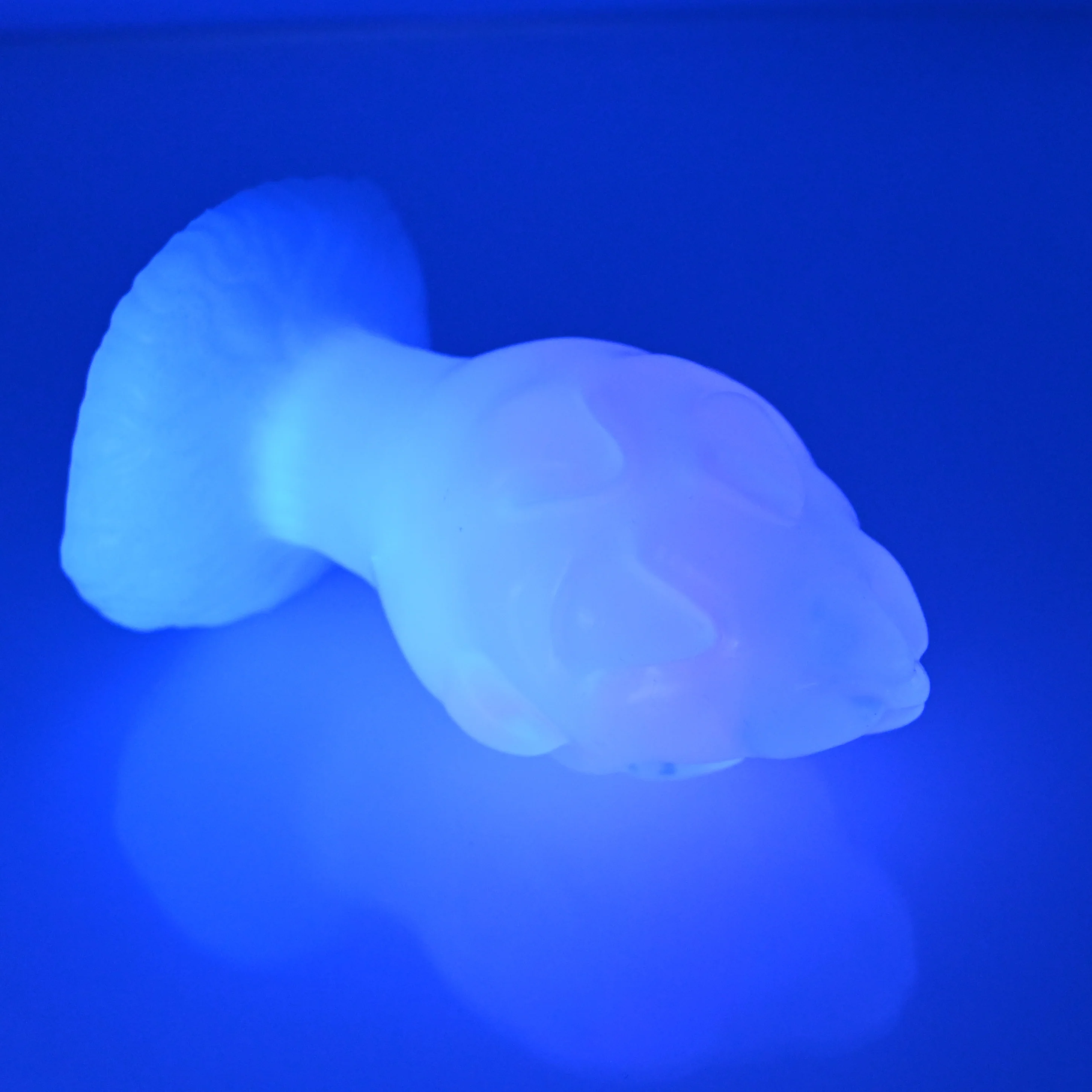 F3TBT08 Dragonfruit Plug Medium NC 0031 UV - Image 4