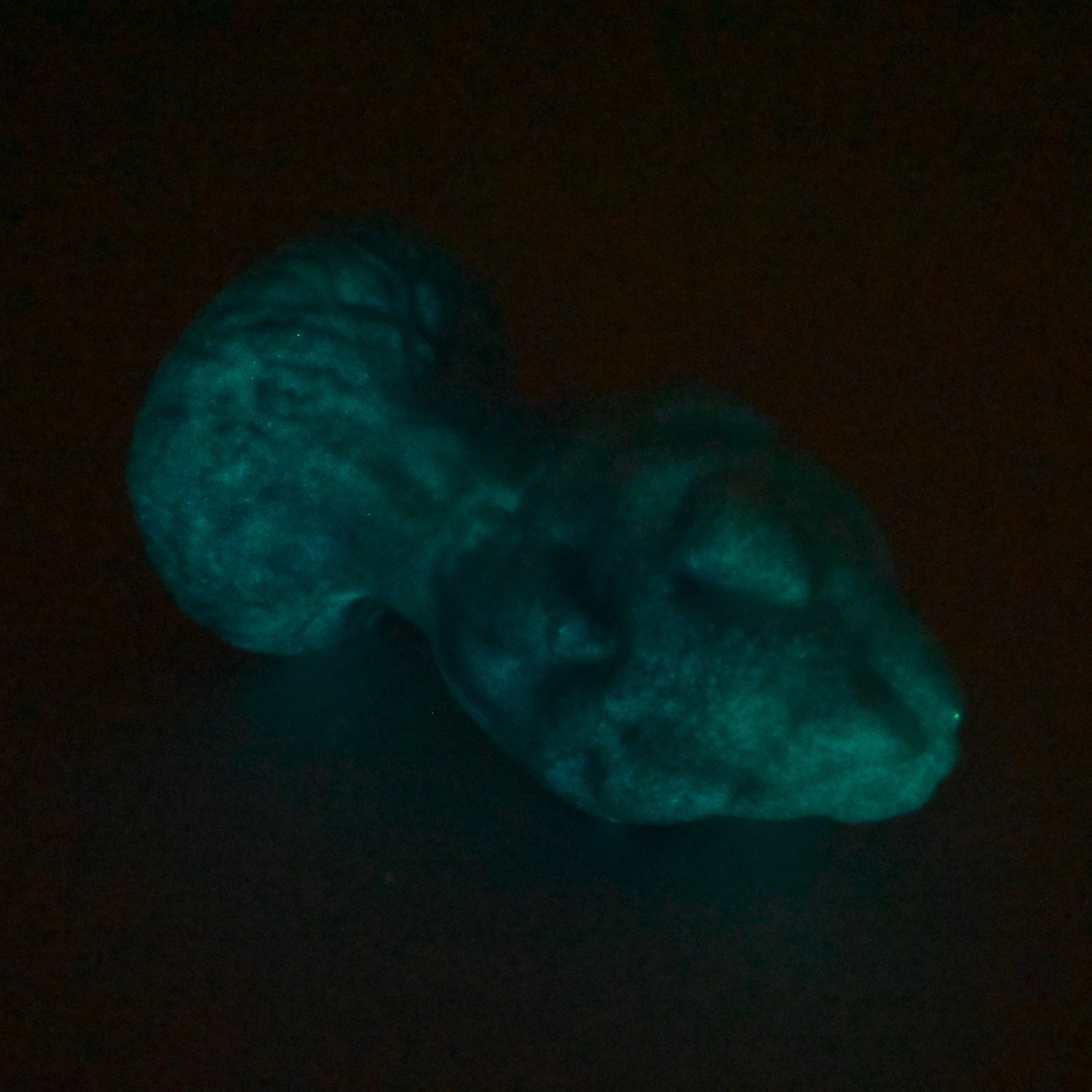 F3MGG83 Dragonfruit Plug Medium 0050 UV GITD - Image 4