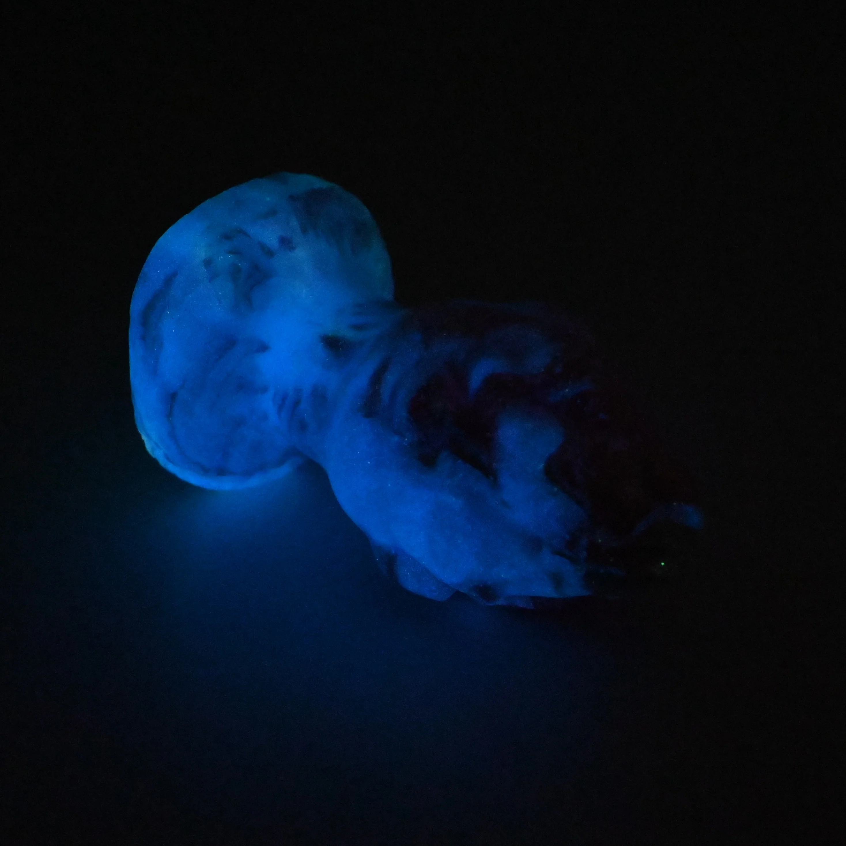 F1SFZ36 Dragonfruit Plug Mini 0030 UV GITD - Image 4