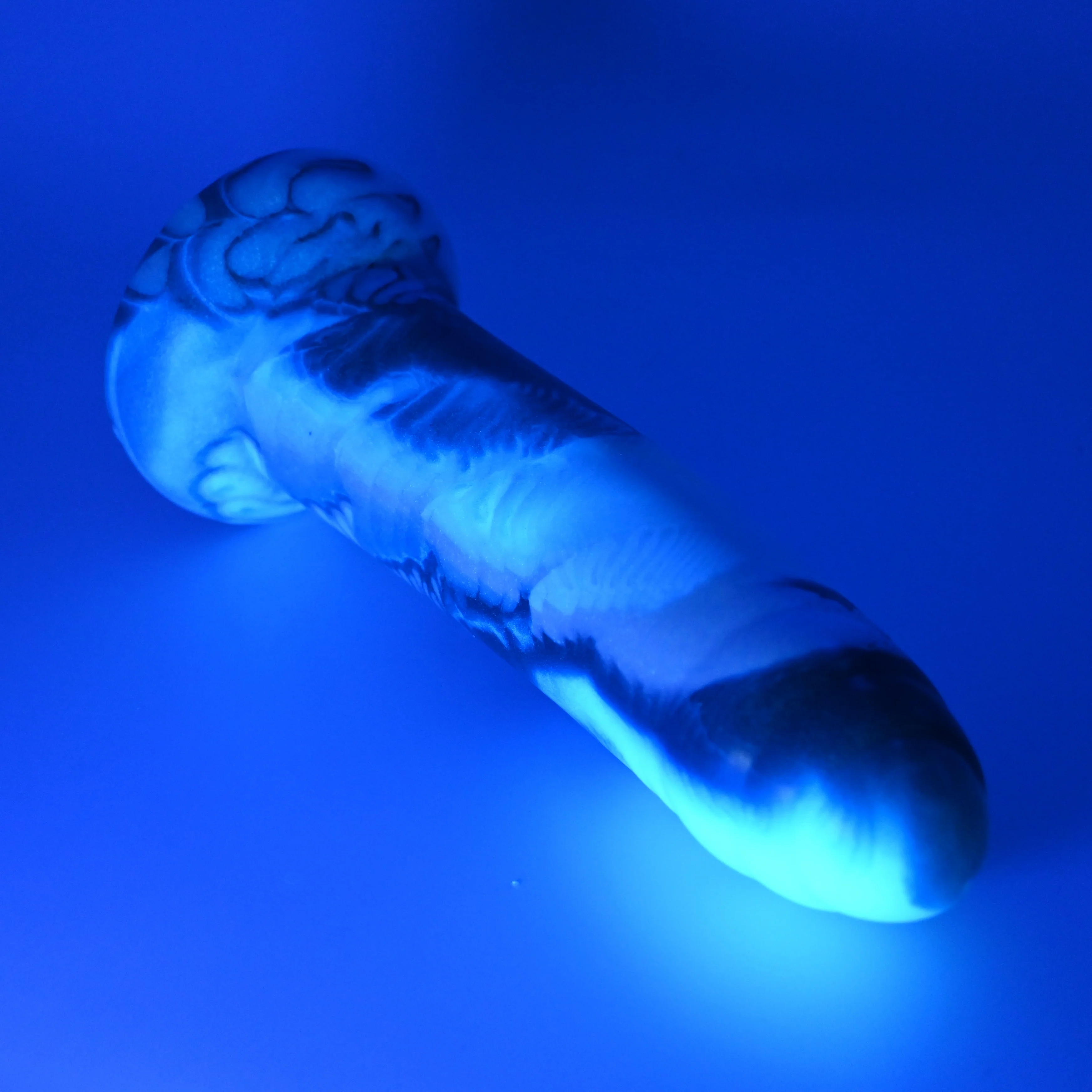 M3MGH41 Ferrus Medium 0050 UV GITD - Image 3