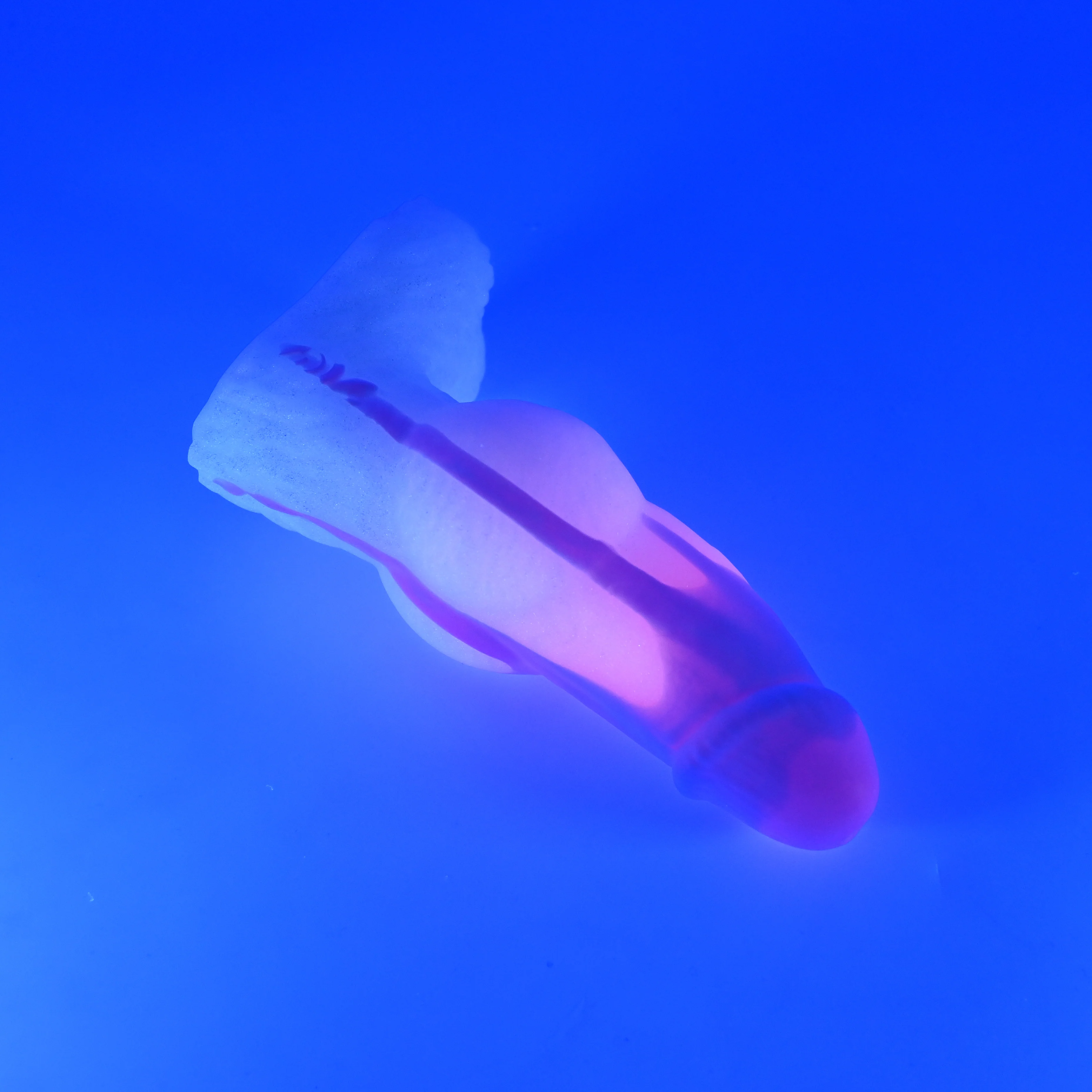 52MJF32 Jacob Small 0050 UV GITD - Image 3