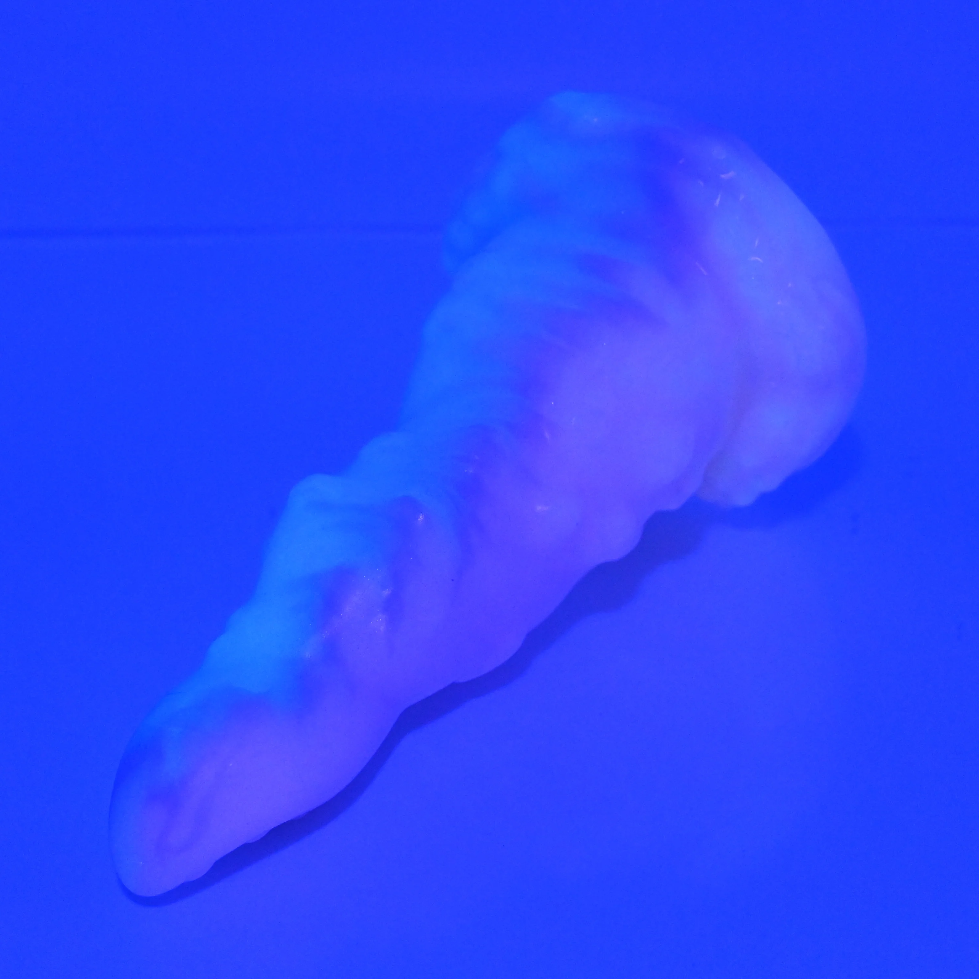 N2MAY02 Nereid Small Medium UV GITD - Image 4
