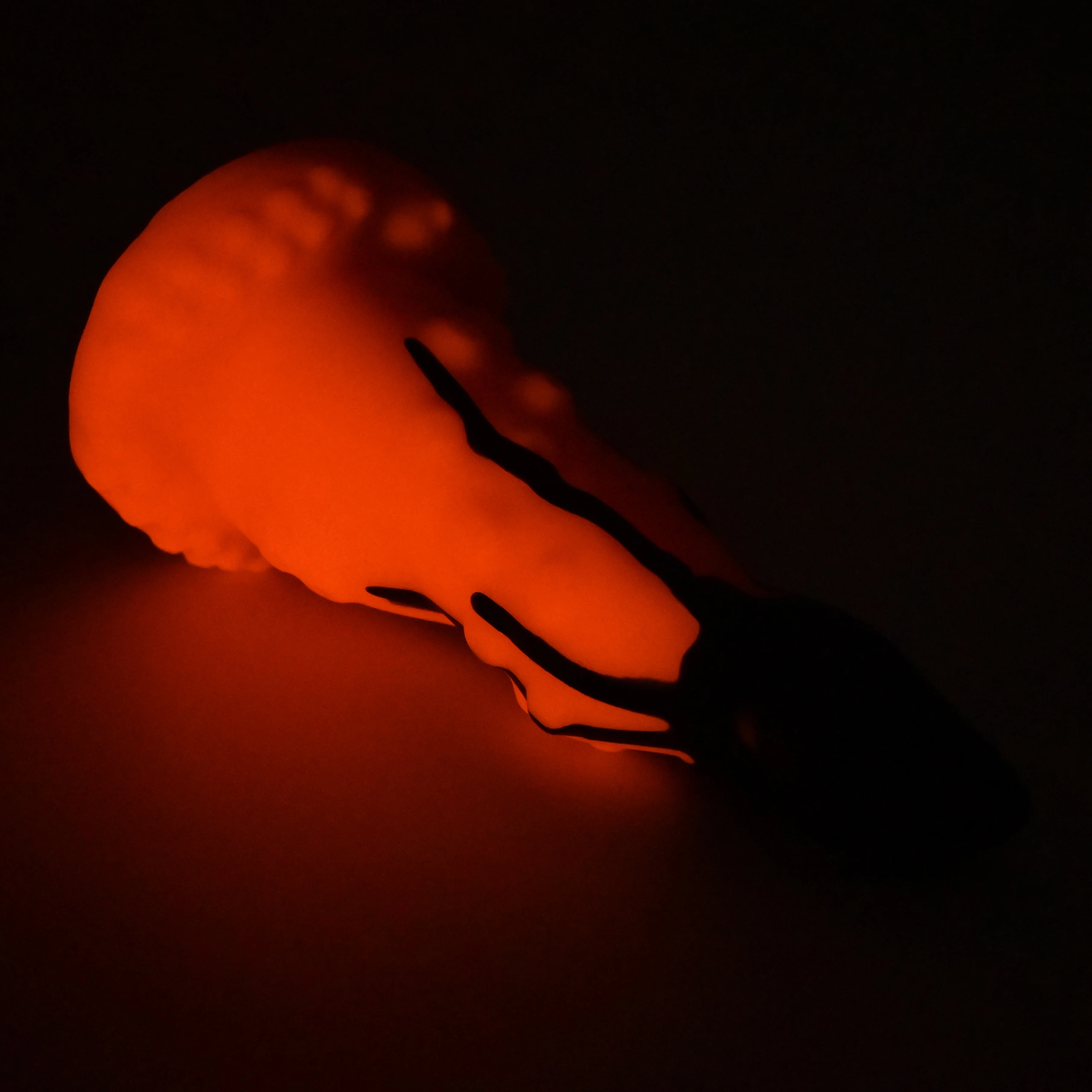 N3SFZ90 Nereid Medium 0030 UV GITD - Image 4