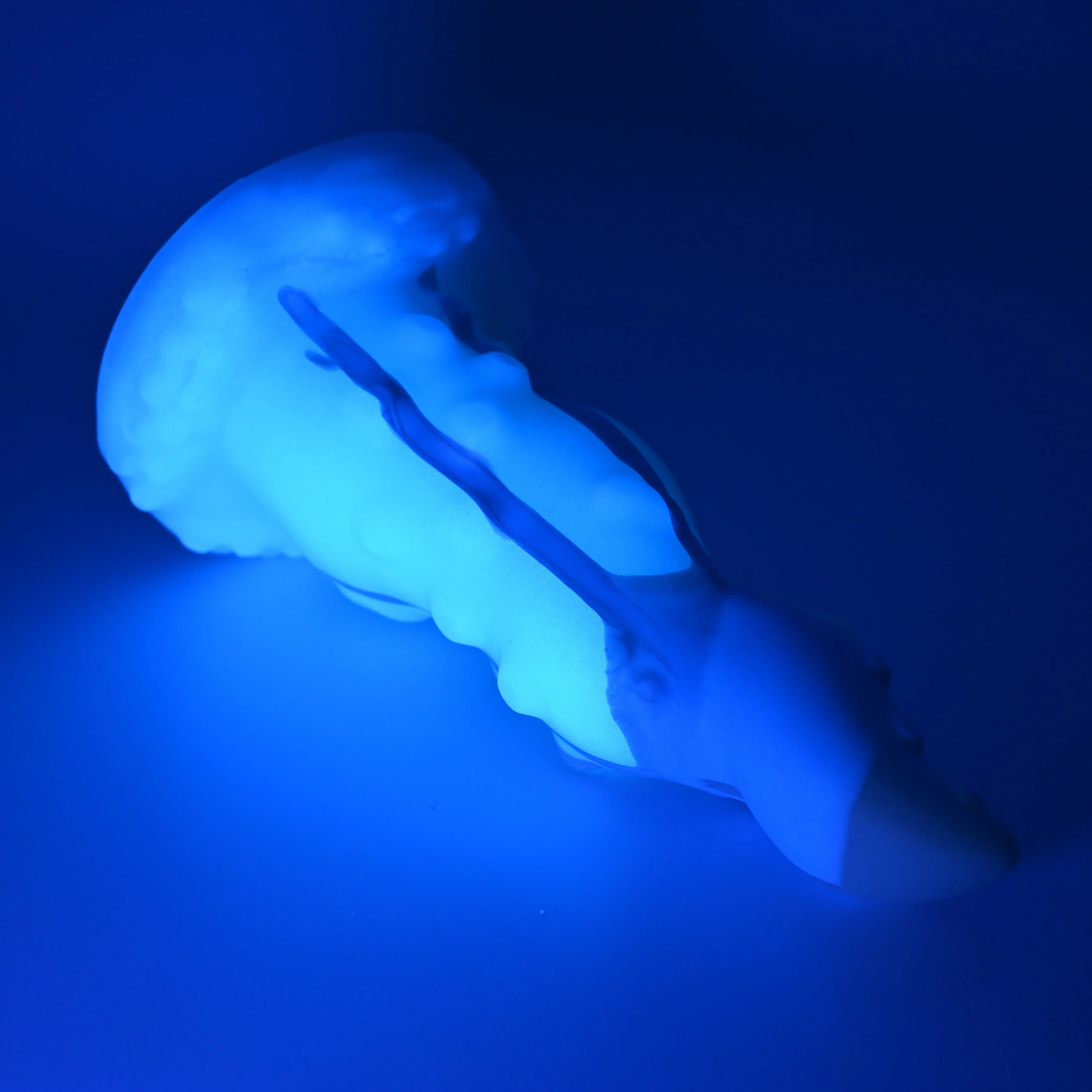N3MGH68 Nereid Medium 0050 UV GITD - Image 3
