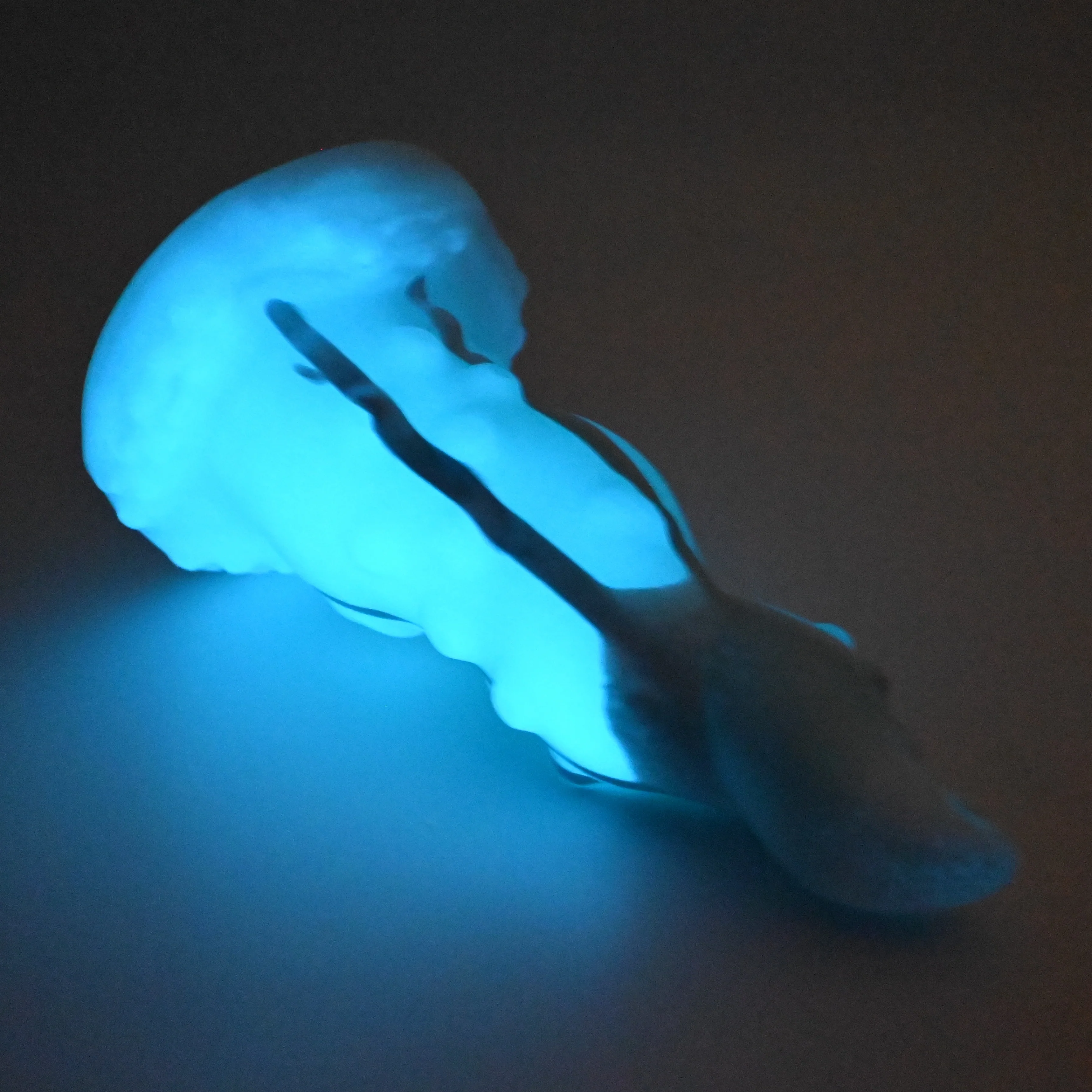 N3MGH68 Nereid Medium 0050 UV GITD - Image 4