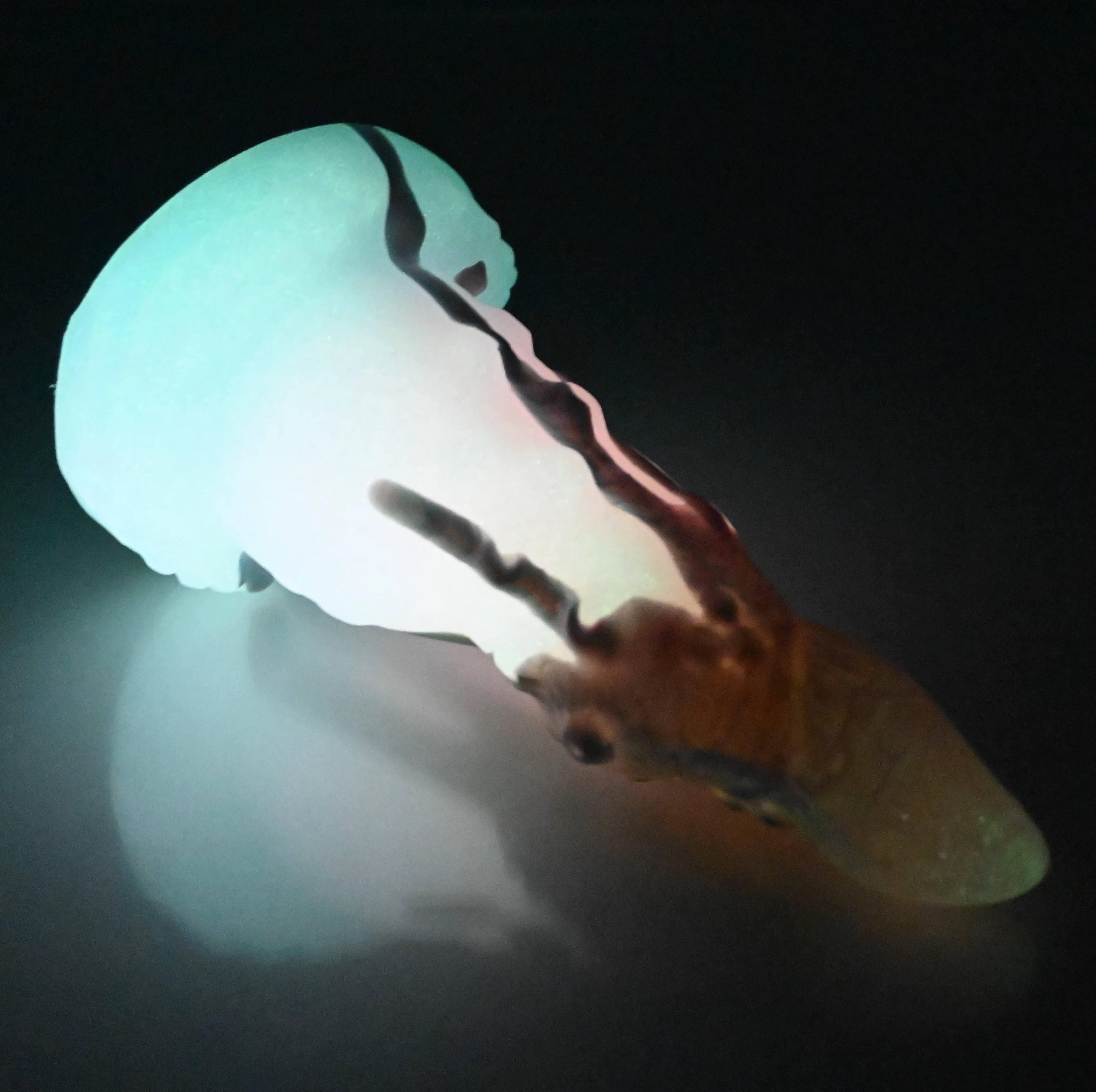 N1MEL34 Nereid Mini 0050 UV GITD - Image 4