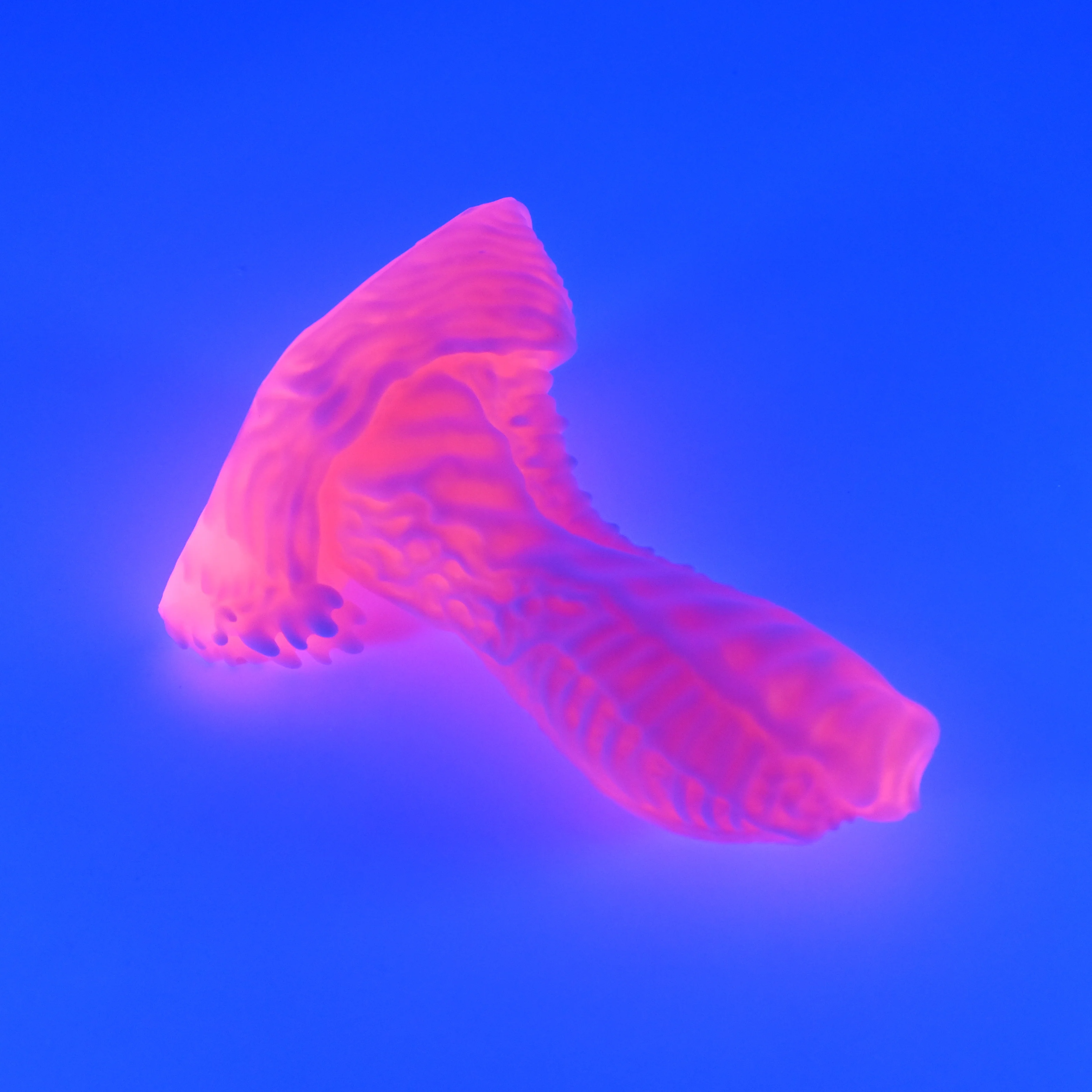 X2MHL66 Shin Small 0050 UV GITD - Image 3