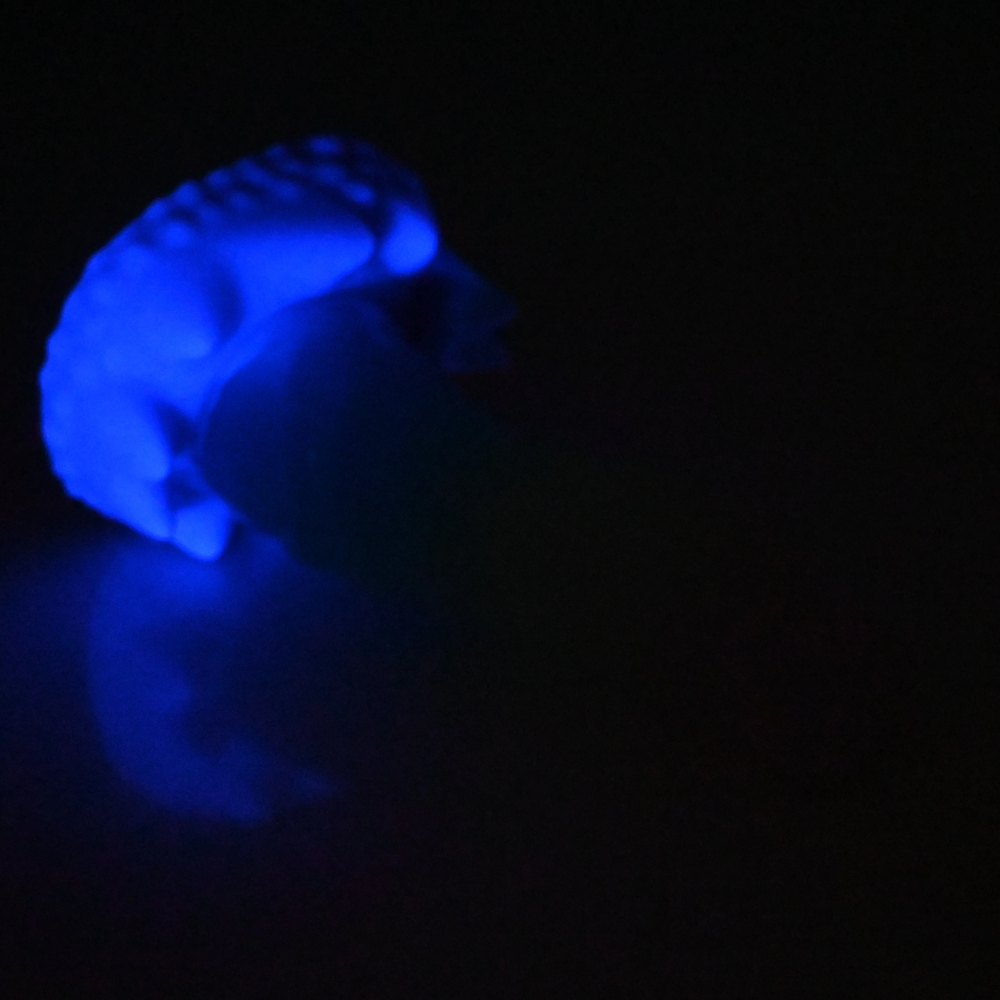 S3TBW37 Snark Medium NC 0031 UV GITD - Image 4