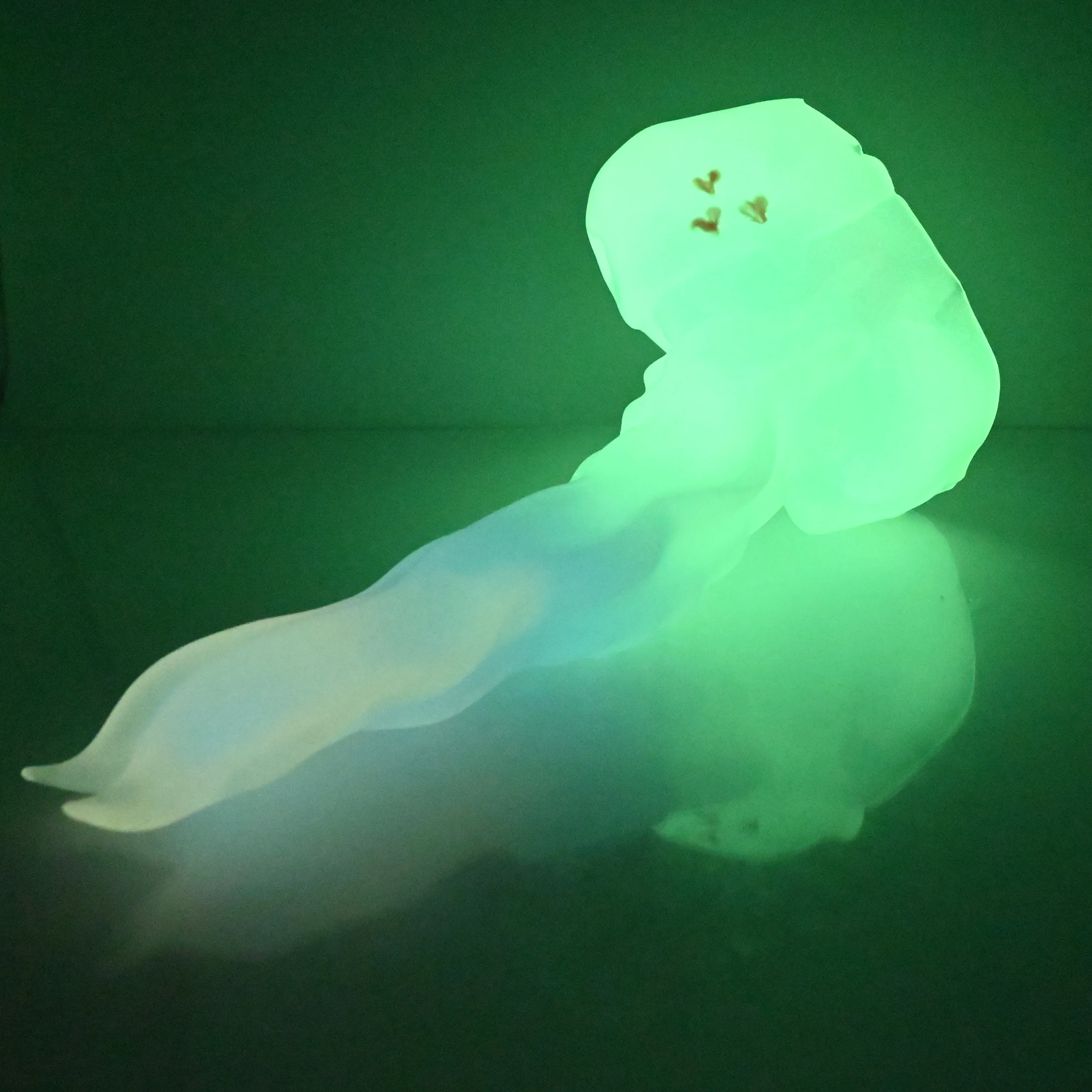 V4NCG09 Snark's Maw Large NC 0045 UV GITD - Image 3