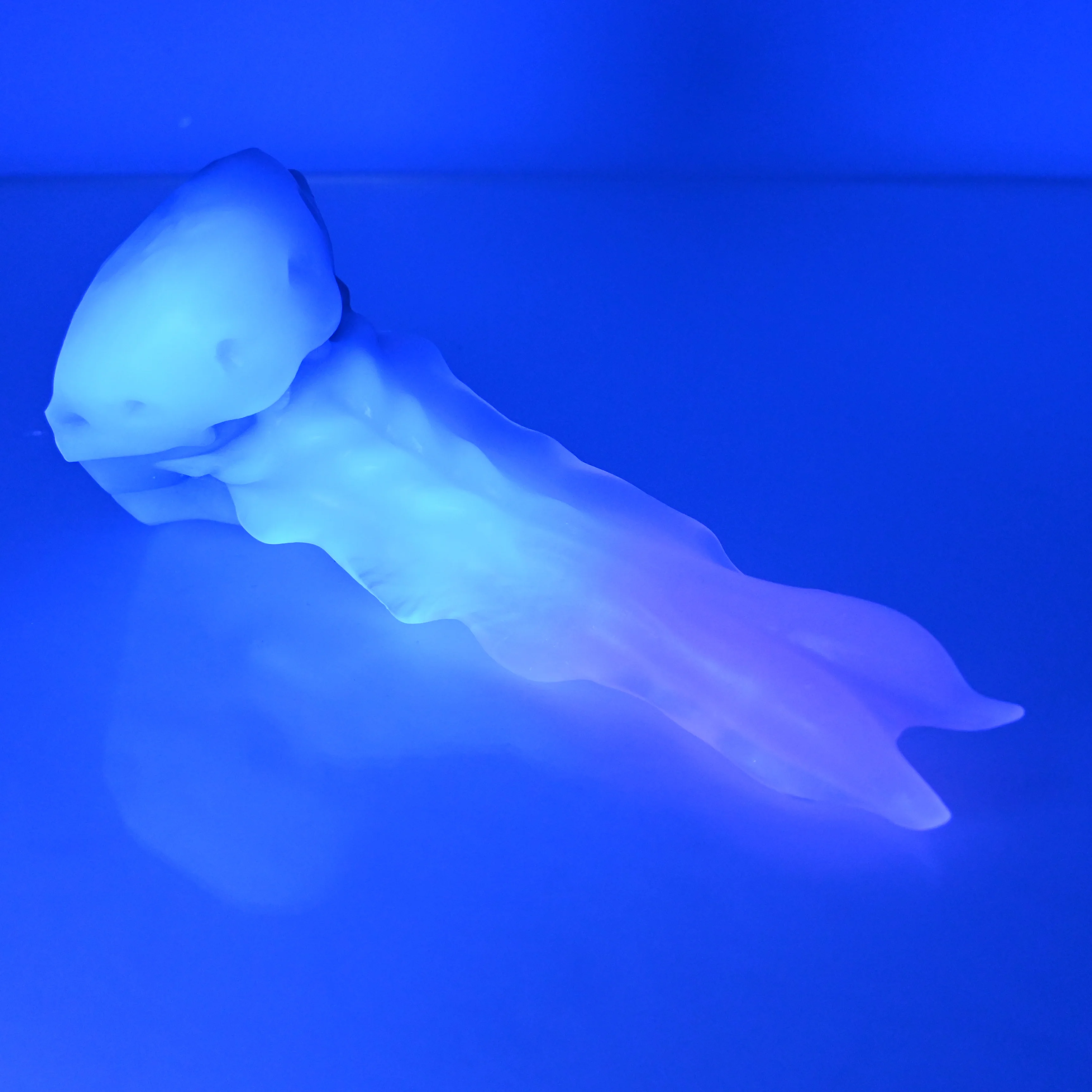 V1TCB19 Snark's Maw Mini NC 0045 UV - Image 4