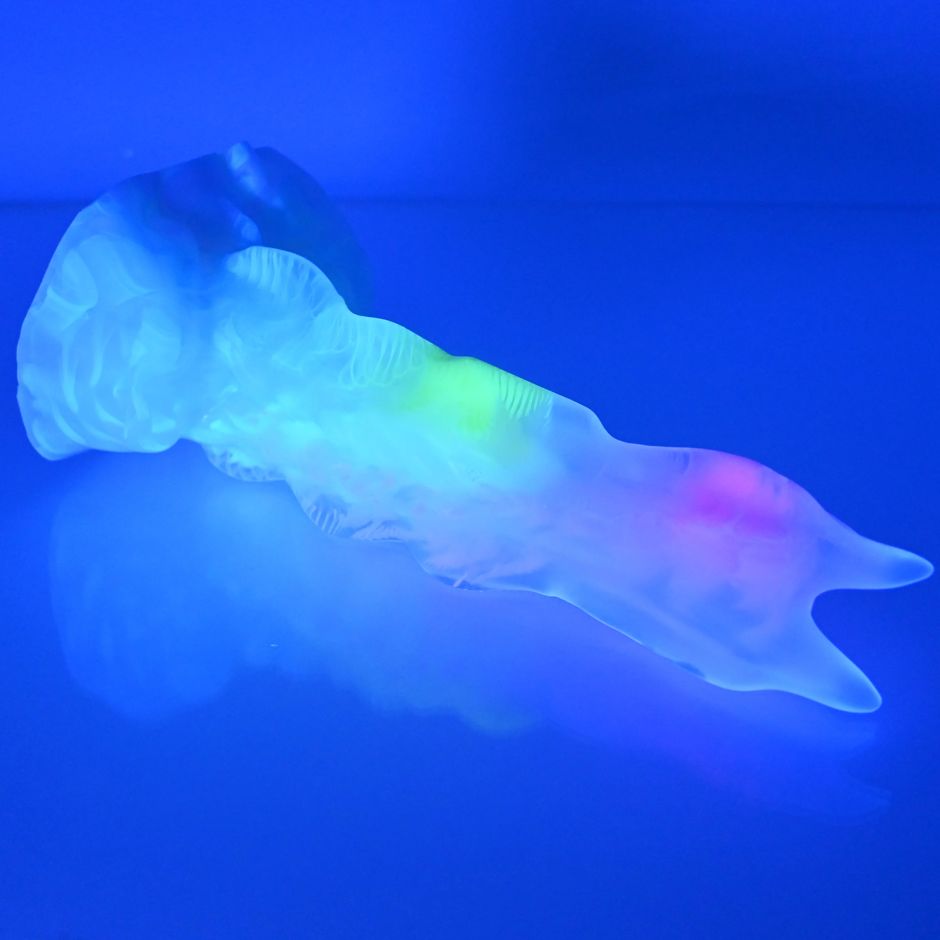 V2TCJ96 Snark's Maw Small NC 0031 UV - Image 3