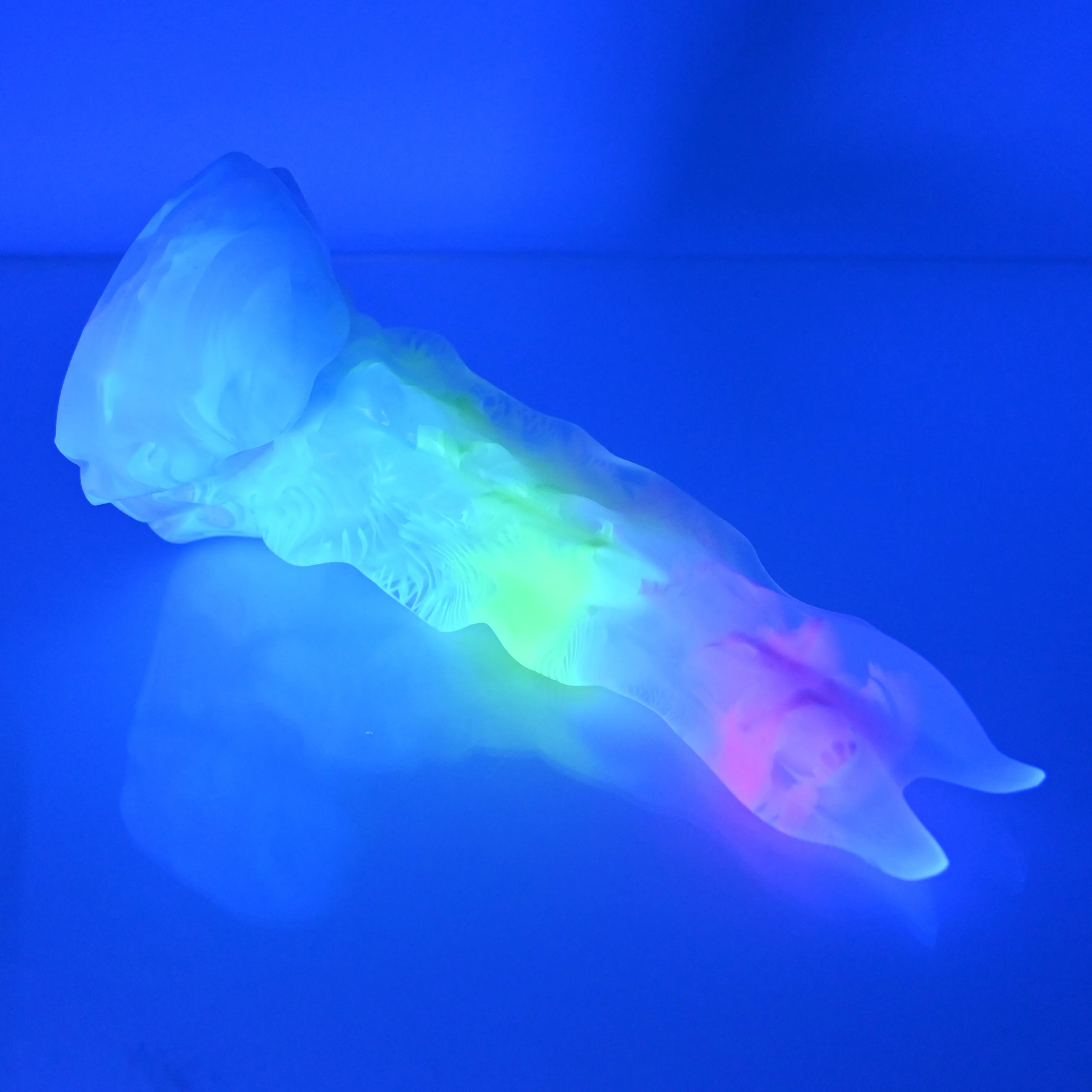 V2TCJ96 Snark's Maw Small NC 0031 UV - Image 4