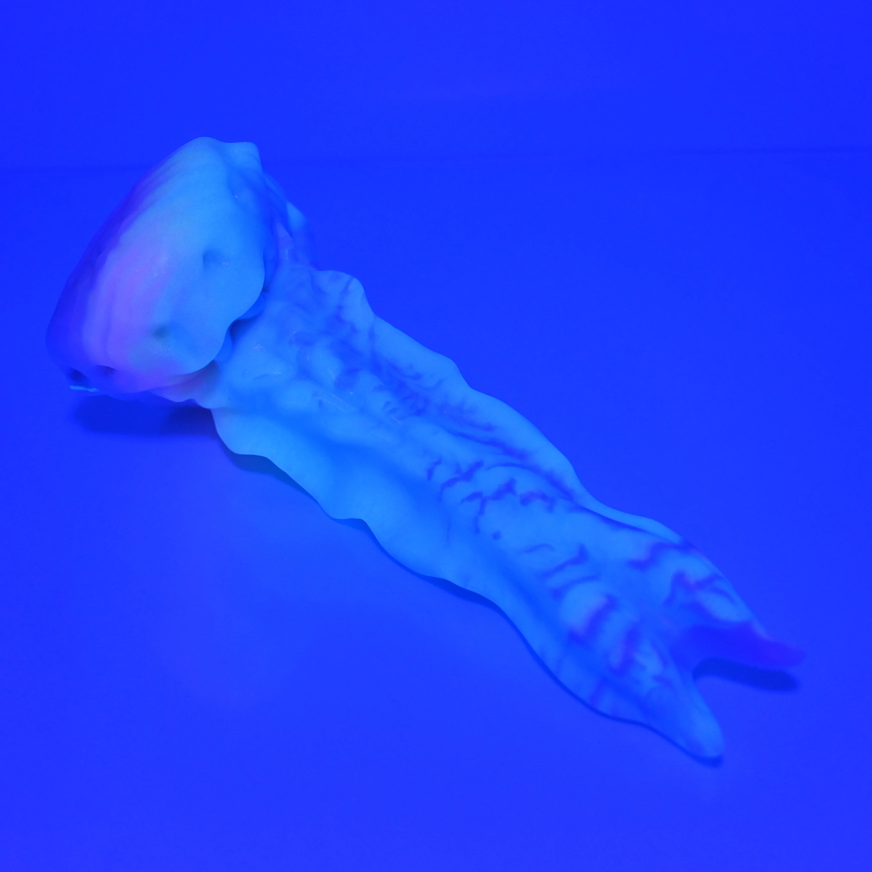V2MBP24 Snark's Maw Small 0050 UV GITD - Image 3