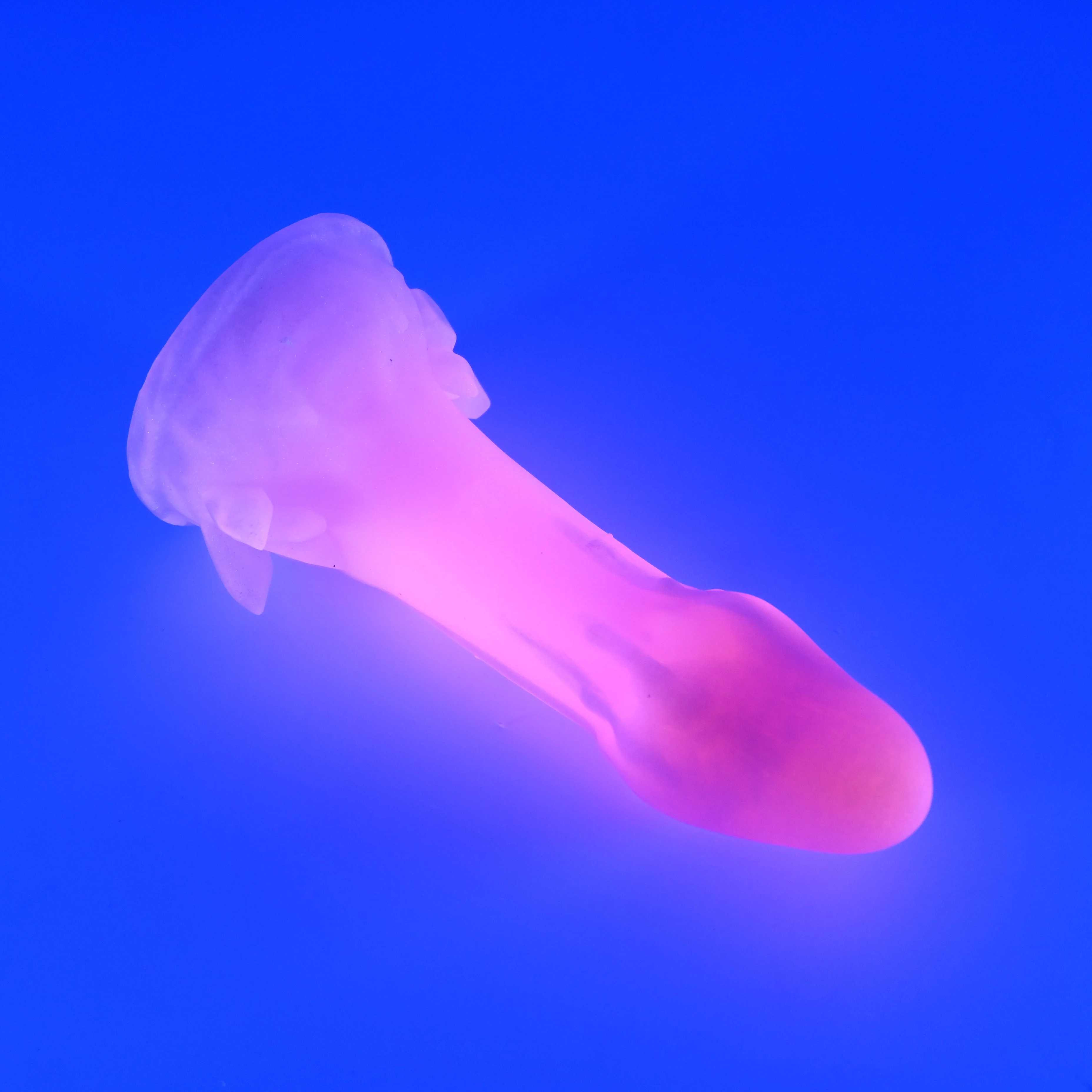 V2SHL38 Vaeriya Small 0030 UV GITD - Image 3